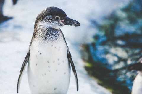 It’s World Penguin Day!