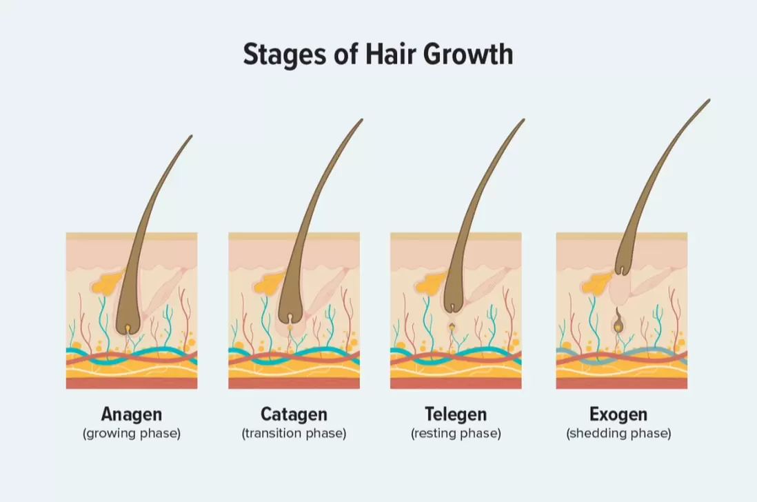 Stages of Hair Growth