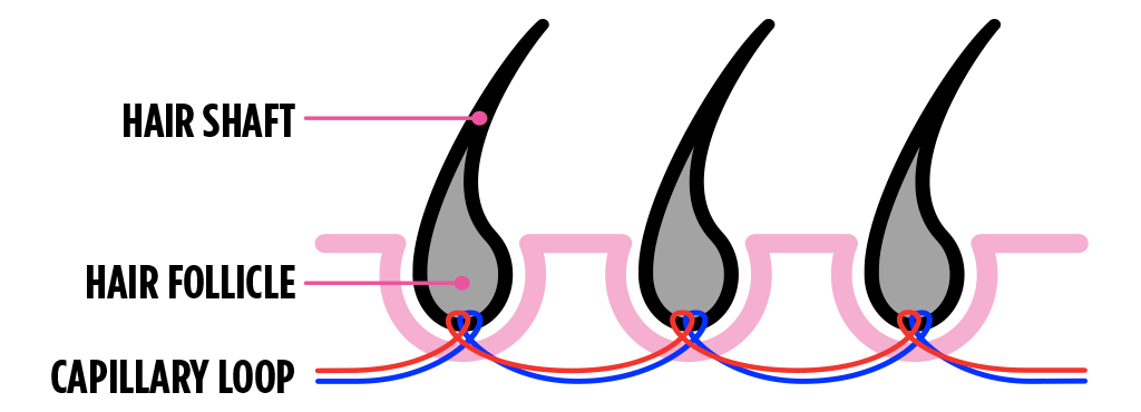 Hair follicle